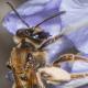 Les abeilles sauvages de Suisse Andrène griffes-courbes - Andrena curvungula