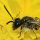 Les abeilles sauvages de Suisse Andrène distinguée - Andrena distinguenda