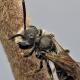Les abeilles sauvages de Suisse  - Andrena falsifica
