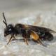 Les abeilles sauvages de Suisse  - Andrena amieti