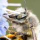 Les abeilles sauvages de Suisse Anthophore tarses-gonflés - Anthophora dispar