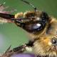 Les abeilles sauvages de Suisse Anthophore fourchue - Anthophora furcata