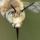 Les abeilles sauvages de Suisse Héliophile commune - Anthophora bimaculata