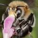 Les abeilles sauvages de Suisse Anthophore plumeuse - Anthophora plumipes