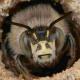 Les abeilles sauvages de Suisse Anthophore rusée - Anthophora quadrimaculata