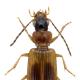 Carabes de Suisse  - Anthracus consputus