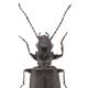 Carabes de Suisse  - Apristus europaeus
