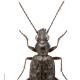 Carabes de Suisse  - Asaphidion caraboides caraboides