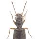 Carabes de Suisse  - Asaphidion flavipes