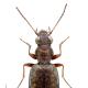 Carabes de Suisse  - Asaphidion pallipes
