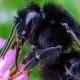 Les abeilles sauvages de Suisse Bourdon des pierres - Bombus lapidarius