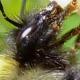Les abeilles sauvages de Suisse  - Bombus monticola