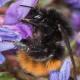 Les abeilles sauvages de Suisse Bourdon des Alpes - Bombus alpinus