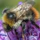 Les abeilles sauvages de Suisse  - Bombus inexspectatus