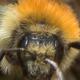 Les abeilles sauvages de Suisse Bourdon des mousses - Bombus muscorum