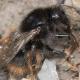 Les abeilles sauvages de Suisse Bourdon rudéral - Bombus ruderarius