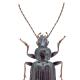 Carabes de Suisse  - Bembidion ascendens