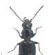 Carabes de Suisse  - Bembidion azurescens azurescens