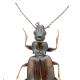 Carabes de Suisse  - Bembidion bruxellense