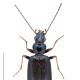 Carabes de Suisse  - Bembidion bugnioni bugnioni