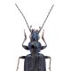Carabes de Suisse  - Bembidion coeruleum