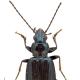 Carabes de Suisse  - Bembidion complanatum