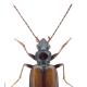 Carabes de Suisse  - Bembidion conforme
