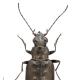 Carabes de Suisse  - Bembidion foraminosum