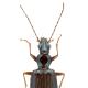 Carabes de Suisse  - Bembidion fulvipes