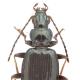 Carabes de Suisse  - Bembidion geniculatum geniculatum