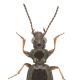 Carabes de Suisse  - Bembidion lampros