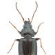 Carabes de Suisse  - Bembidion laticolle