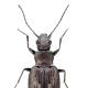 Carabes de Suisse  - Bembidion litorale