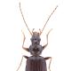 Carabes de Suisse  - Bembidion longipes