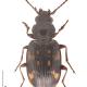 Carabes de Suisse  - Bembidion obliquum