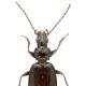 Carabes de Suisse  - Bembidion penninum