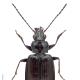 Carabes de Suisse  - Bembidion prasinum