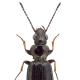 Carabes de Suisse  - Bembidion properans