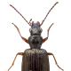 Carabes de Suisse  - Bembidion punctulatum punctulatum