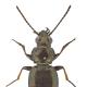 Carabes de Suisse  - Bembidion pygmaeum