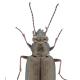 Carabes de Suisse  - Bembidion striatum