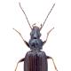 Carabes de Suisse  - Bembidion tibiale