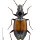 Carabes de Suisse  - Bembidion varicolor varicolor 
