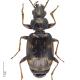 Carabes de Suisse  - Bembidion varium