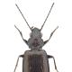 Carabes de Suisse  - Bembidion virens