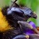 Les abeilles sauvages de Suisse Bourdon des jardins - Bombus hortorum