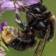 Les abeilles sauvages de Suisse  - Bombus confusus
