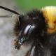 Les abeilles sauvages de Suisse Bourdon cryptique - Bombus cryptarum