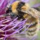 Les abeilles sauvages de Suisse  - Bombus distinguendus