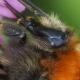 Les abeilles sauvages de Suisse Bourdon variable - Bombus humilis